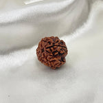 4 Mukhi Rudraksha (4 मुखी रुद्राक्ष) - Rudracharms