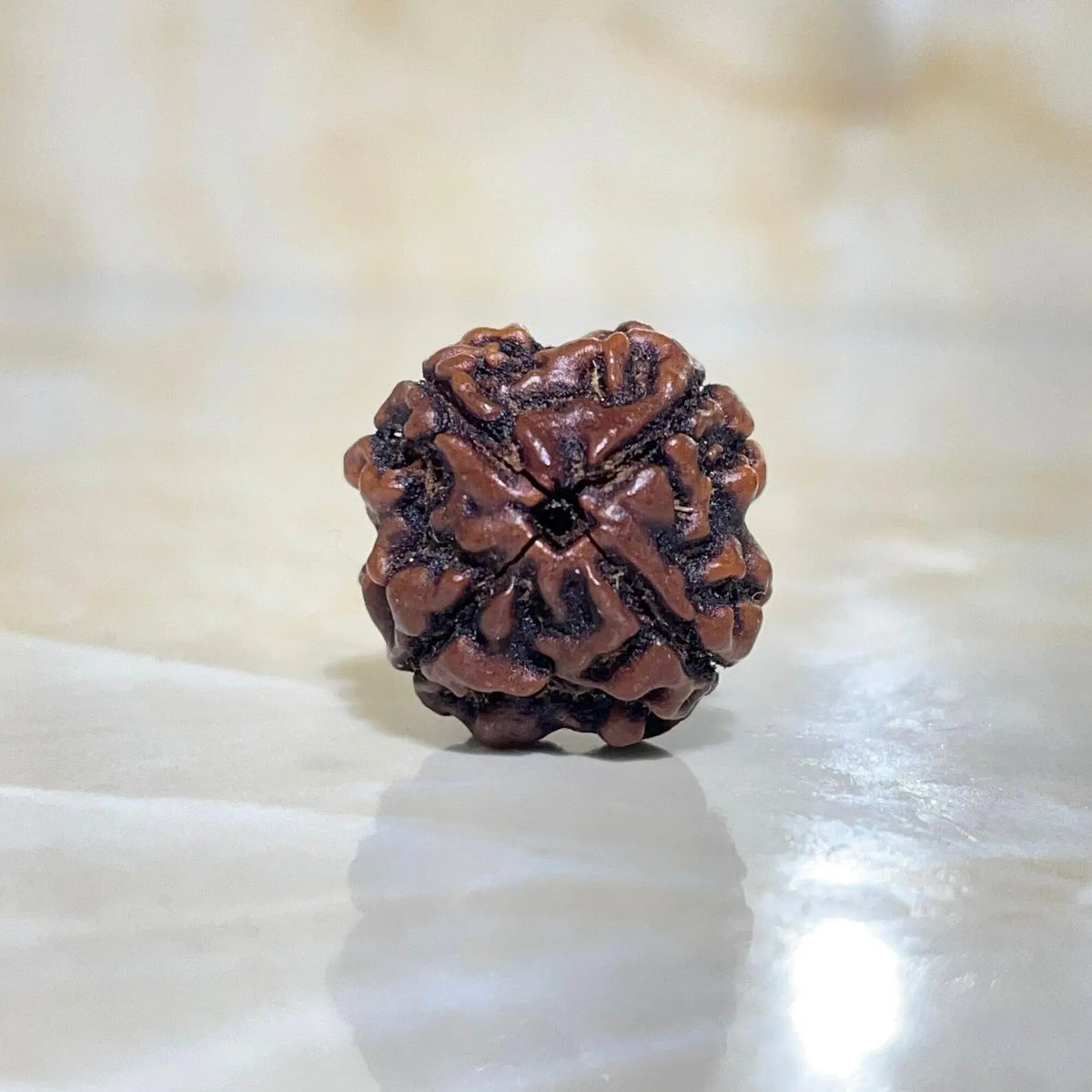 4 Mukhi Rudraksha (4 मुखी रुद्राक्ष) - Rudracharms