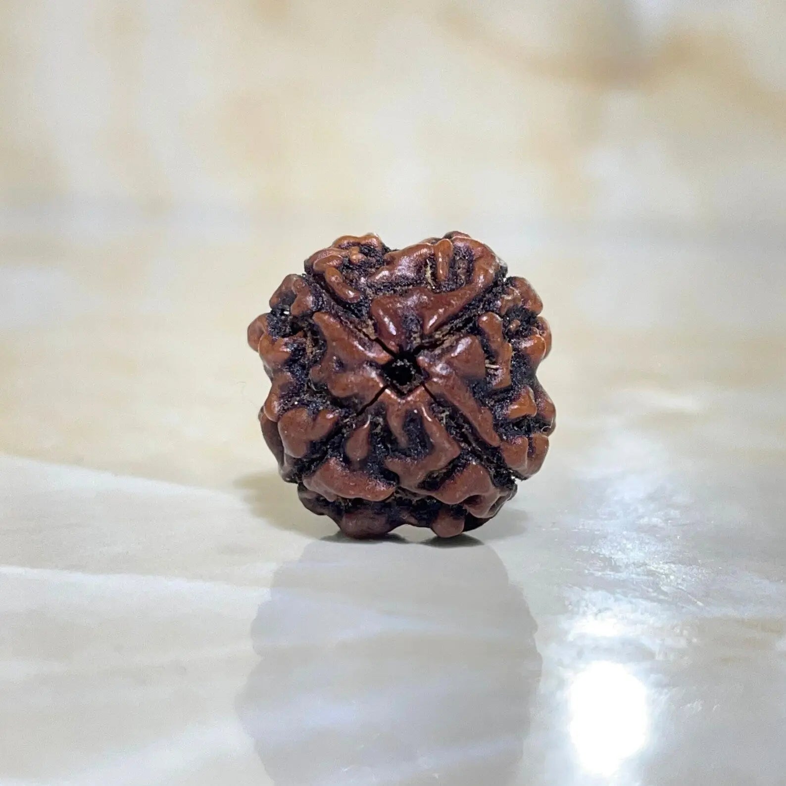 4 Mukhi Rudraksha (4 मुखी रुद्राक्ष) - Rudracharms