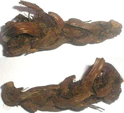 Hatha Jodi - Sacred Root for Protection, Prosperity &amp; Spiritual Energy