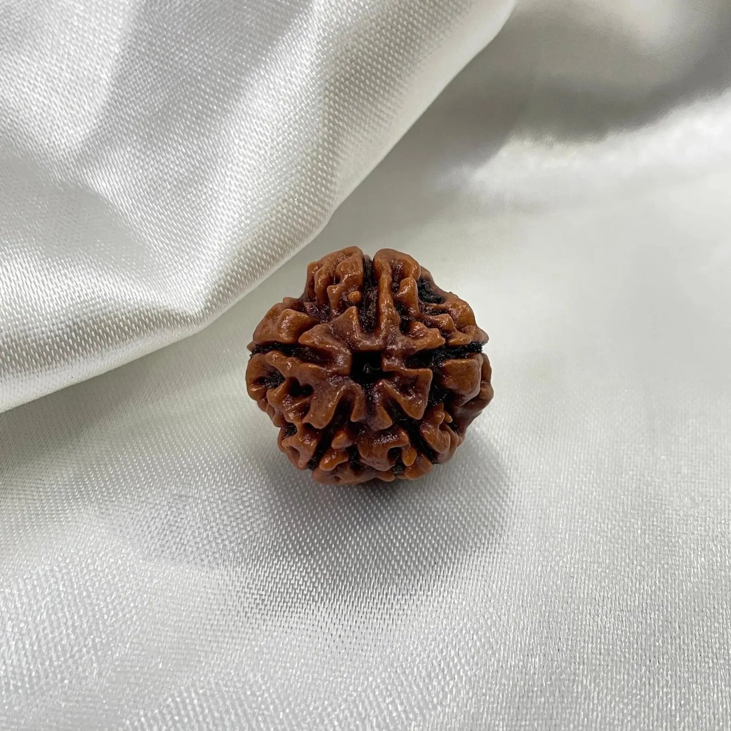 5 Mukhi Rudraksha (पांच मुखी रुद्राक्ष) - Rudracharms