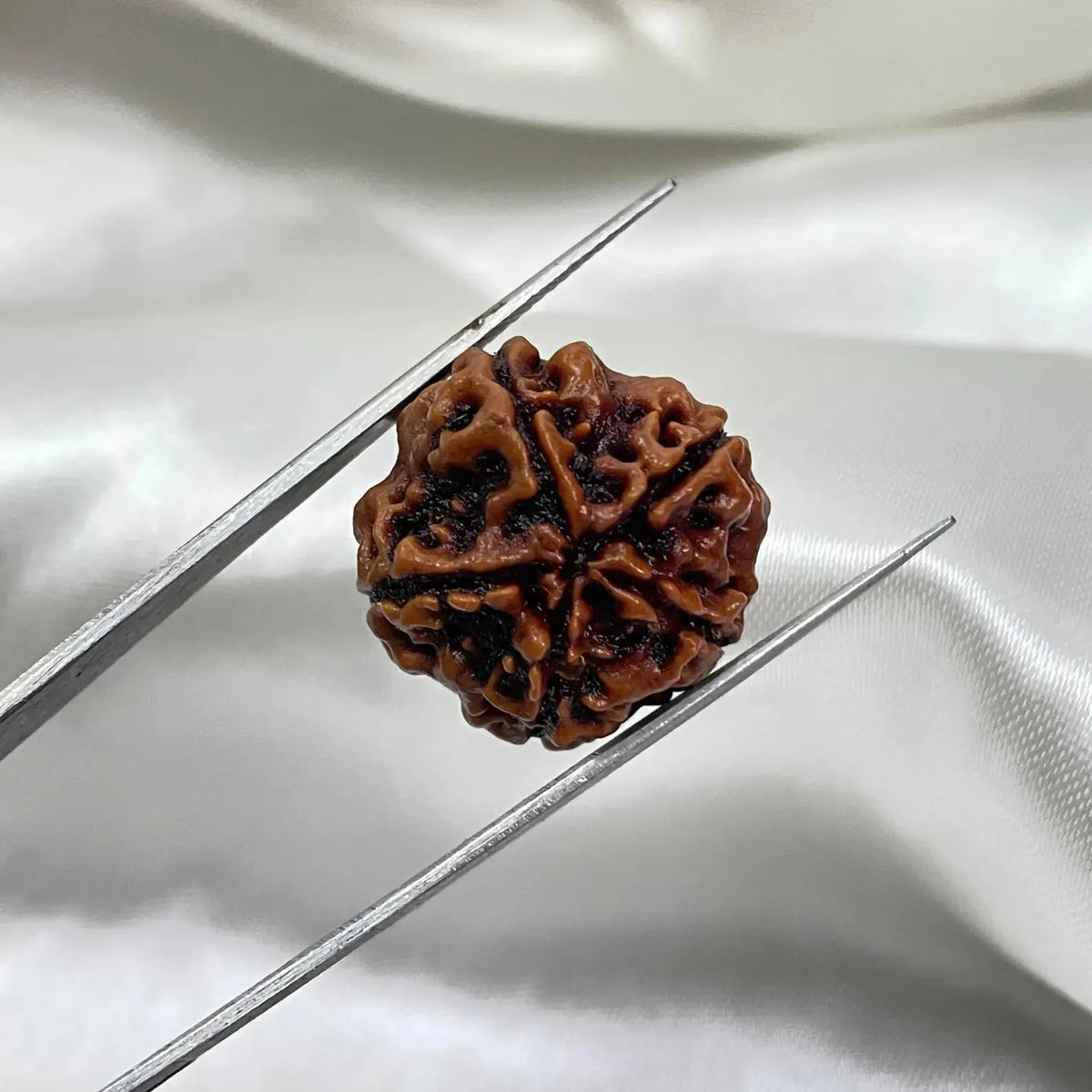 5 Mukhi Rudraksha (पांच मुखी रुद्राक्ष) - Rudracharms