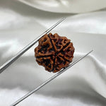 5 Mukhi Rudraksha (पांच मुखी रुद्राक्ष) - Rudracharms