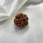 5 Mukhi Rudraksha (पांच मुखी रुद्राक्ष) - Rudracharms