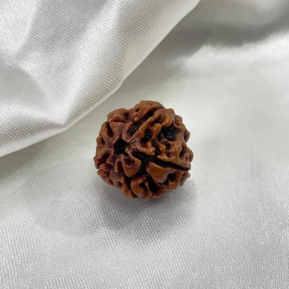 5 Mukhi Rudraksha (पांच मुखी रुद्राक्ष) - Rudracharms