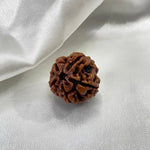 5 Mukhi Rudraksha (पांच मुखी रुद्राक्ष) - Rudracharms