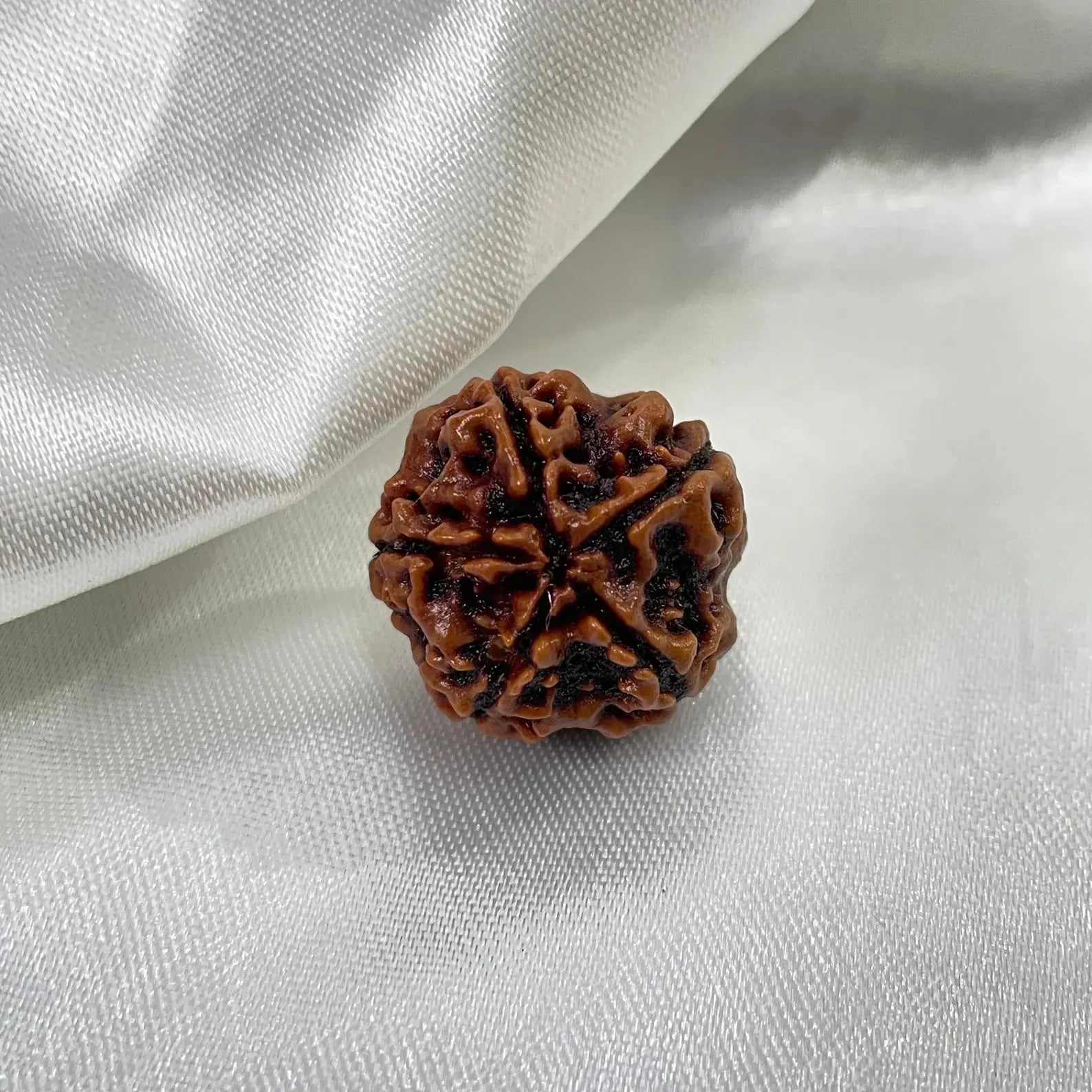 5 Mukhi Rudraksha (पांच मुखी रुद्राक्ष) - Rudracharms