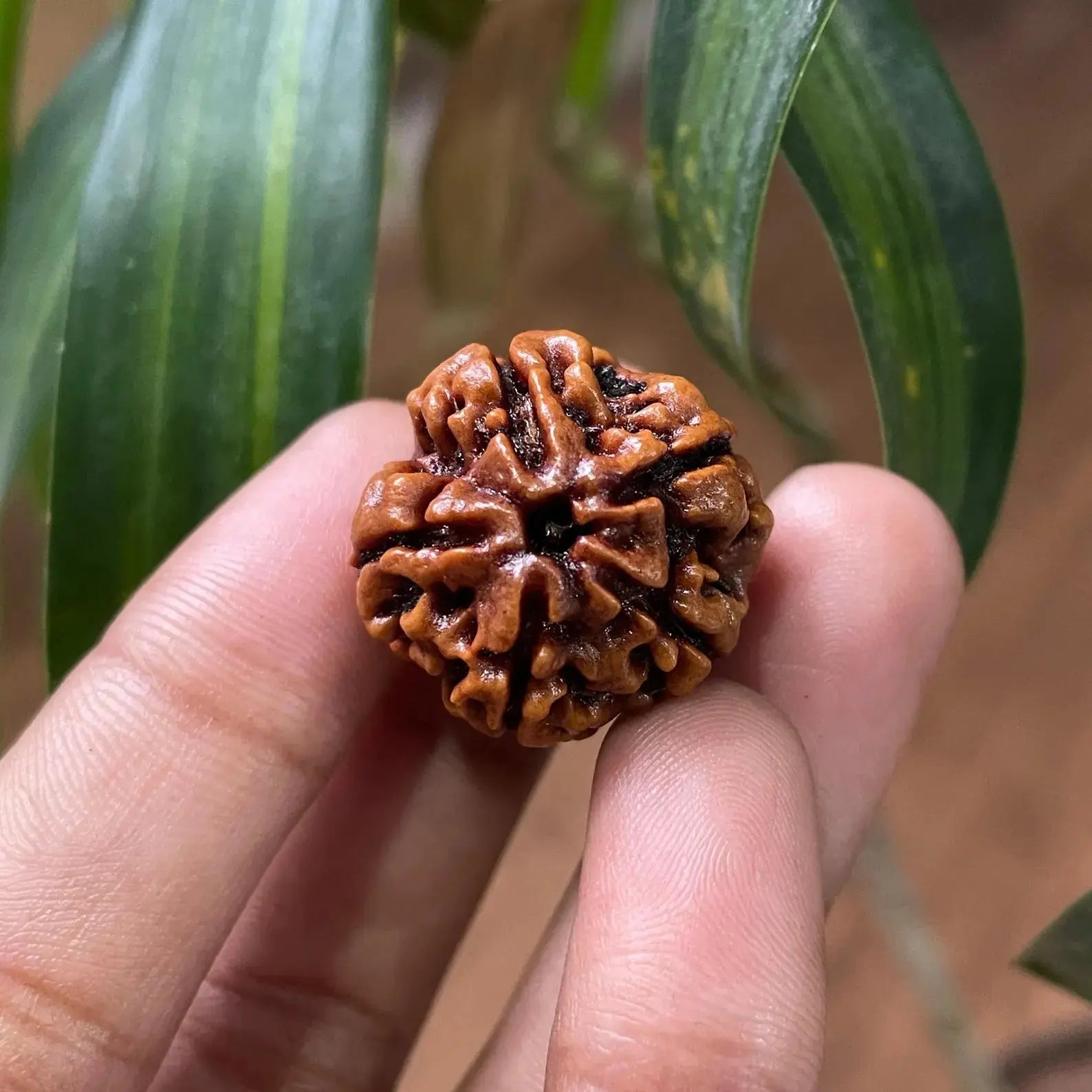 5 Mukhi Rudraksha (पांच मुखी रुद्राक्ष) - Rudracharms