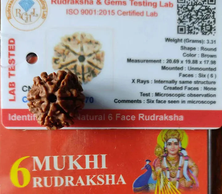 6 MUKHI RUDRAKSH (6 मुखी रुद्राक्ष) - Rudracharms