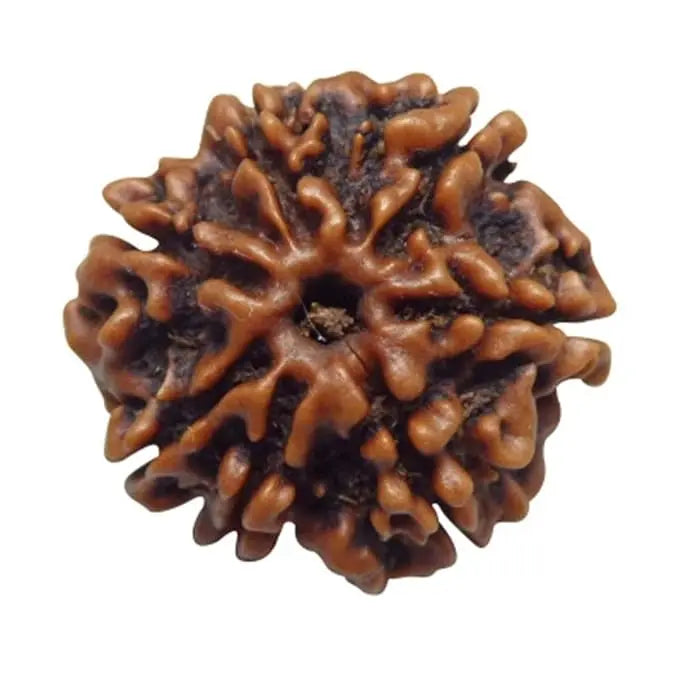 6 MUKHI RUDRAKSH (6 मुखी रुद्राक्ष) - Rudracharms