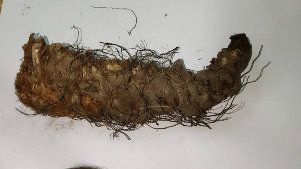 Hatha Jodi - Sacred Root for Protection, Prosperity &amp; Spiritual Energy