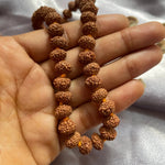 7 Mukhi Rudraksha Mala (7 मुखी रुद्राक्ष माला) - Rudracharms