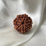 7 Mukhi Rudraksha (सात मुखी रुद्राक्ष) - Rudracharms