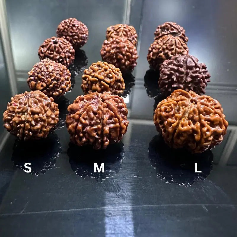 7 Mukhi Rudraksha (सात मुखी रुद्राक्ष) - Rudracharms