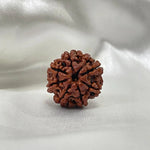 8 Mukhi Rudraksha (आठ मुखी रुद्राक्ष) - Rudracharms