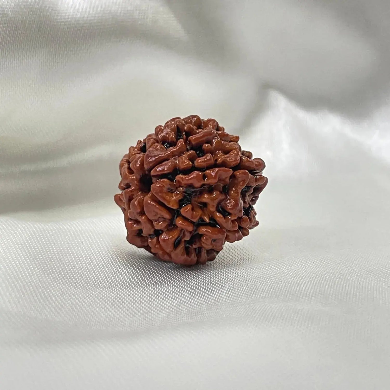 8 Mukhi Rudraksha (आठ मुखी रुद्राक्ष) - Rudracharms