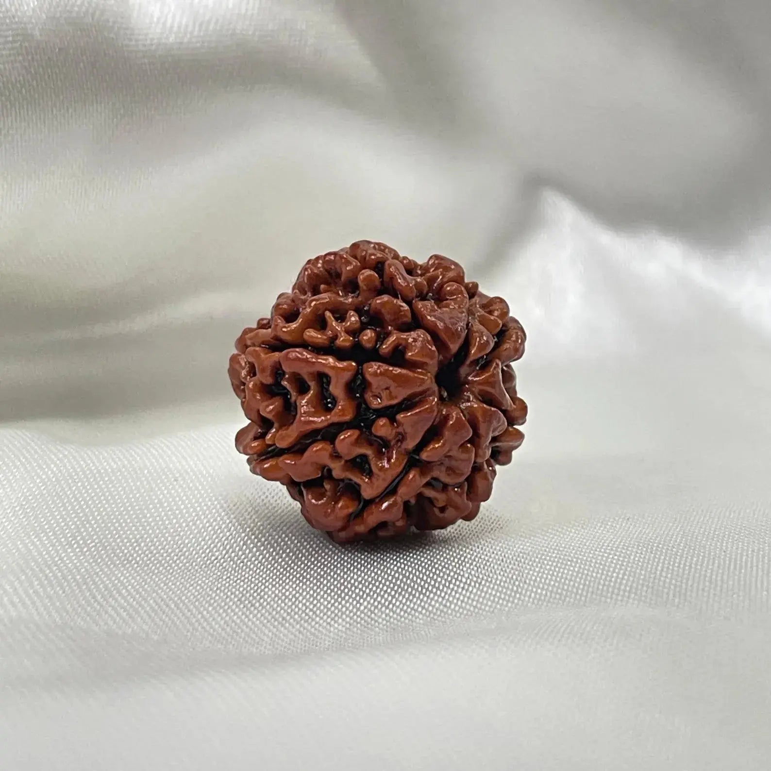 8 Mukhi Rudraksha (आठ मुखी रुद्राक्ष) - Rudracharms