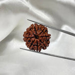 8 Mukhi Rudraksha (आठ मुखी रुद्राक्ष) - Rudracharms