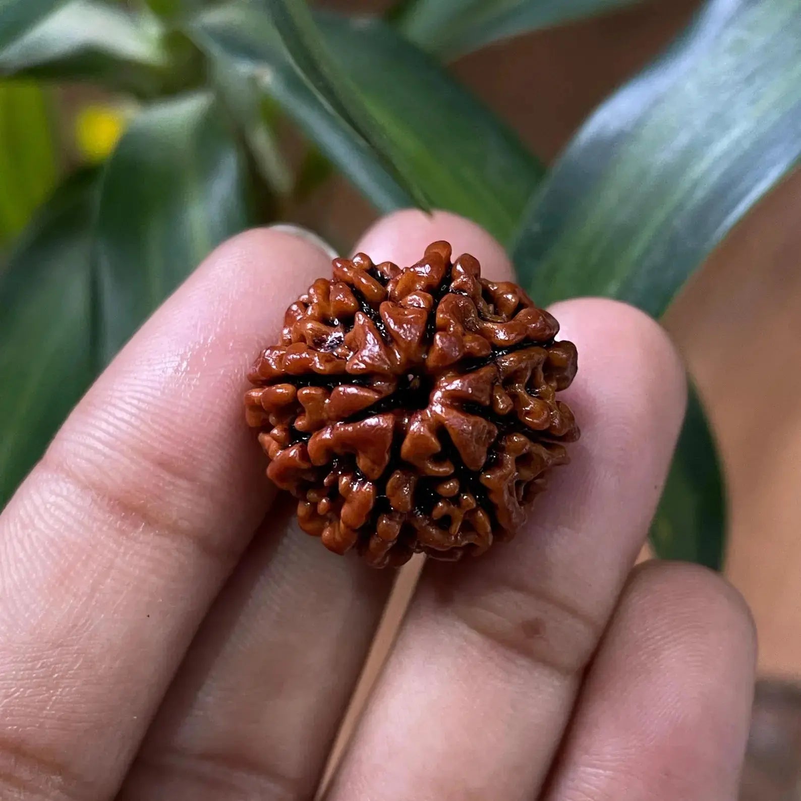 8 Mukhi Rudraksha (आठ मुखी रुद्राक्ष) - Rudracharms