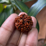 8 Mukhi Rudraksha (आठ मुखी रुद्राक्ष) - Rudracharms