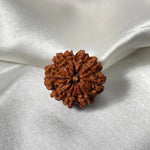 9 Mukhi Rudraksha (9 मुखी रुद्राक्ष) - Rudracharms