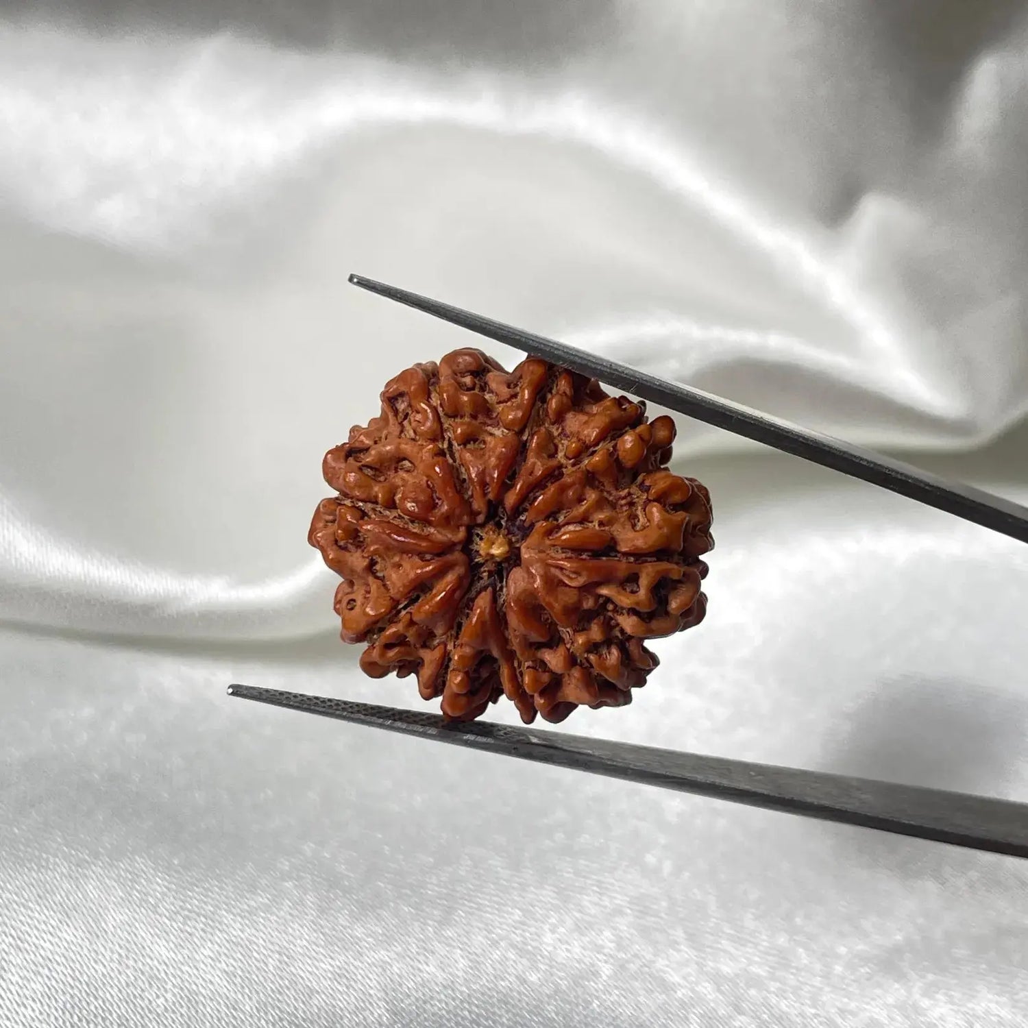 9 Mukhi Rudraksha (9 मुखी रुद्राक्ष) - Rudracharms