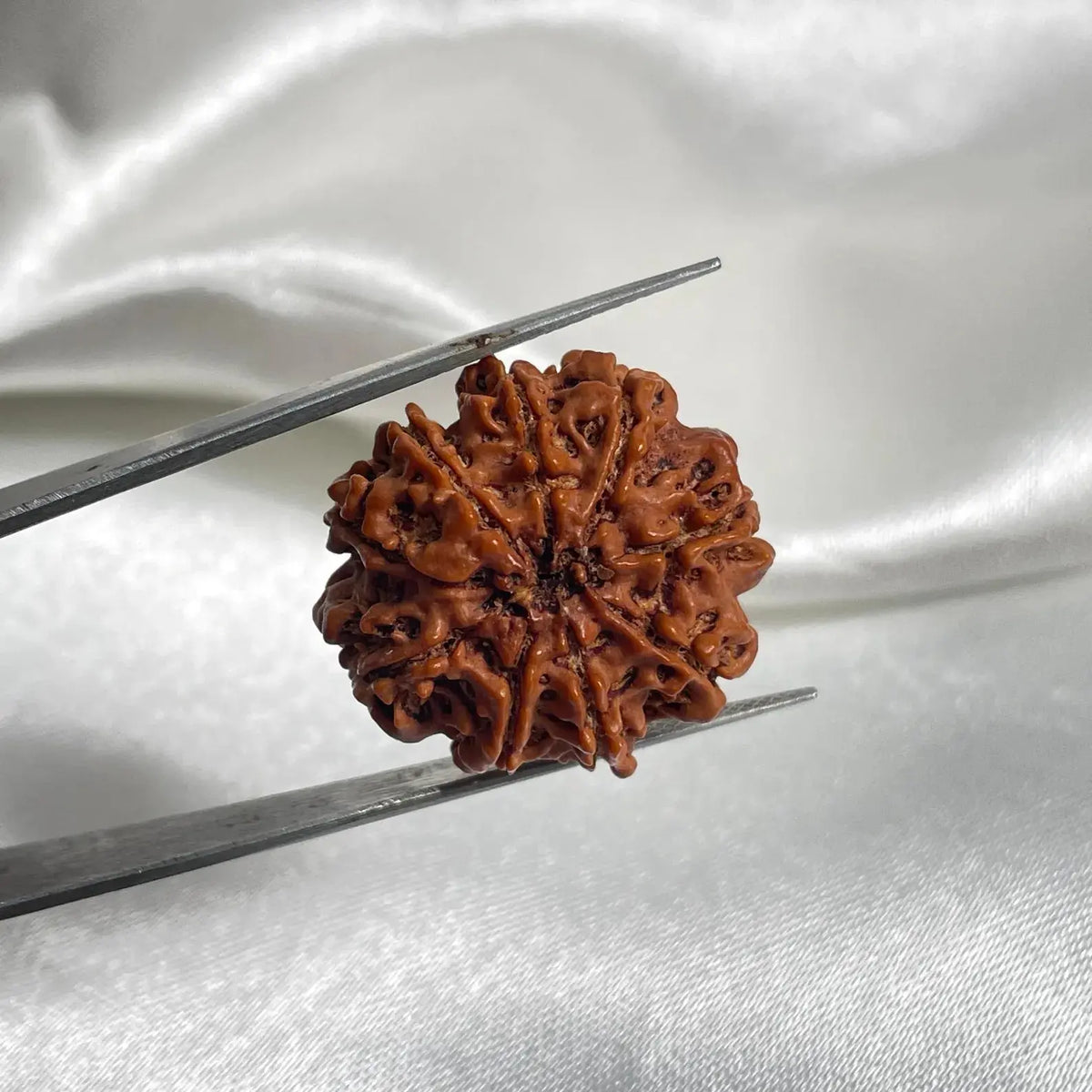 9 Mukhi Rudraksha (9 मुखी रुद्राक्ष) - Rudracharms