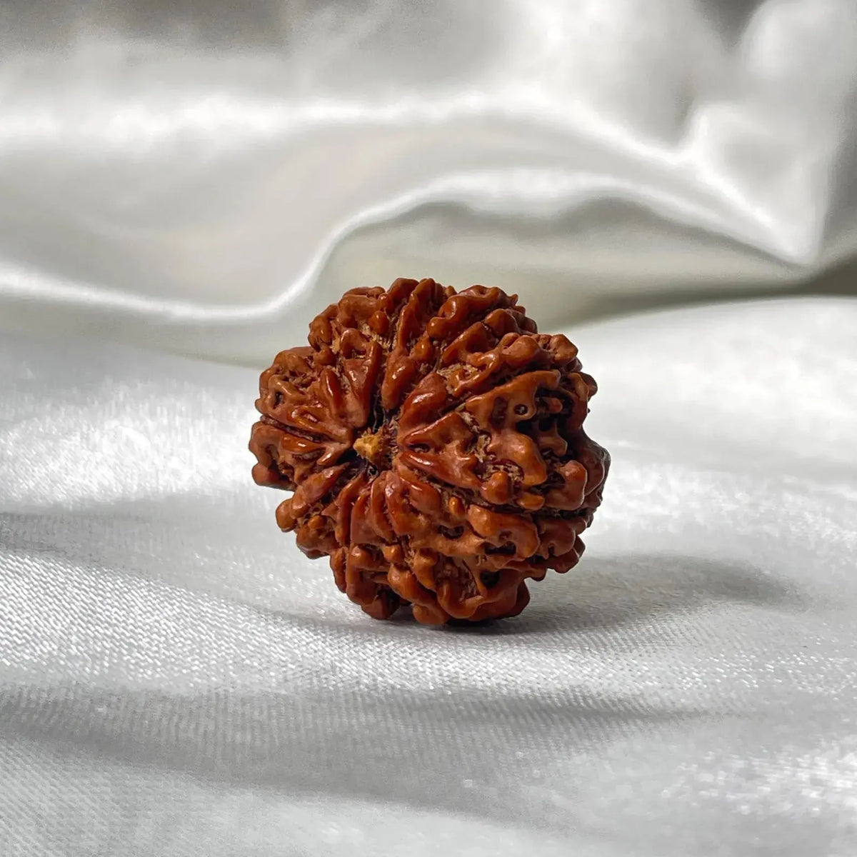 9 Mukhi Rudraksha (9 मुखी रुद्राक्ष) - Rudracharms