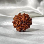 9 Mukhi Rudraksha (9 मुखी रुद्राक्ष) - Rudracharms