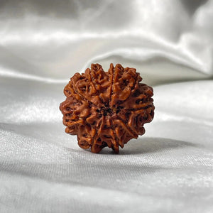 9 Mukhi Rudraksha (9 मुखी रुद्राक्ष) - Rudracharms