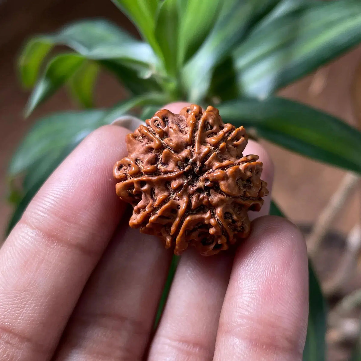 9 Mukhi Rudraksha (9 मुखी रुद्राक्ष) - Rudracharms