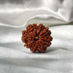 9 Mukhi Rudraksha (9 मुखी रुद्राक्ष) - Rudracharms