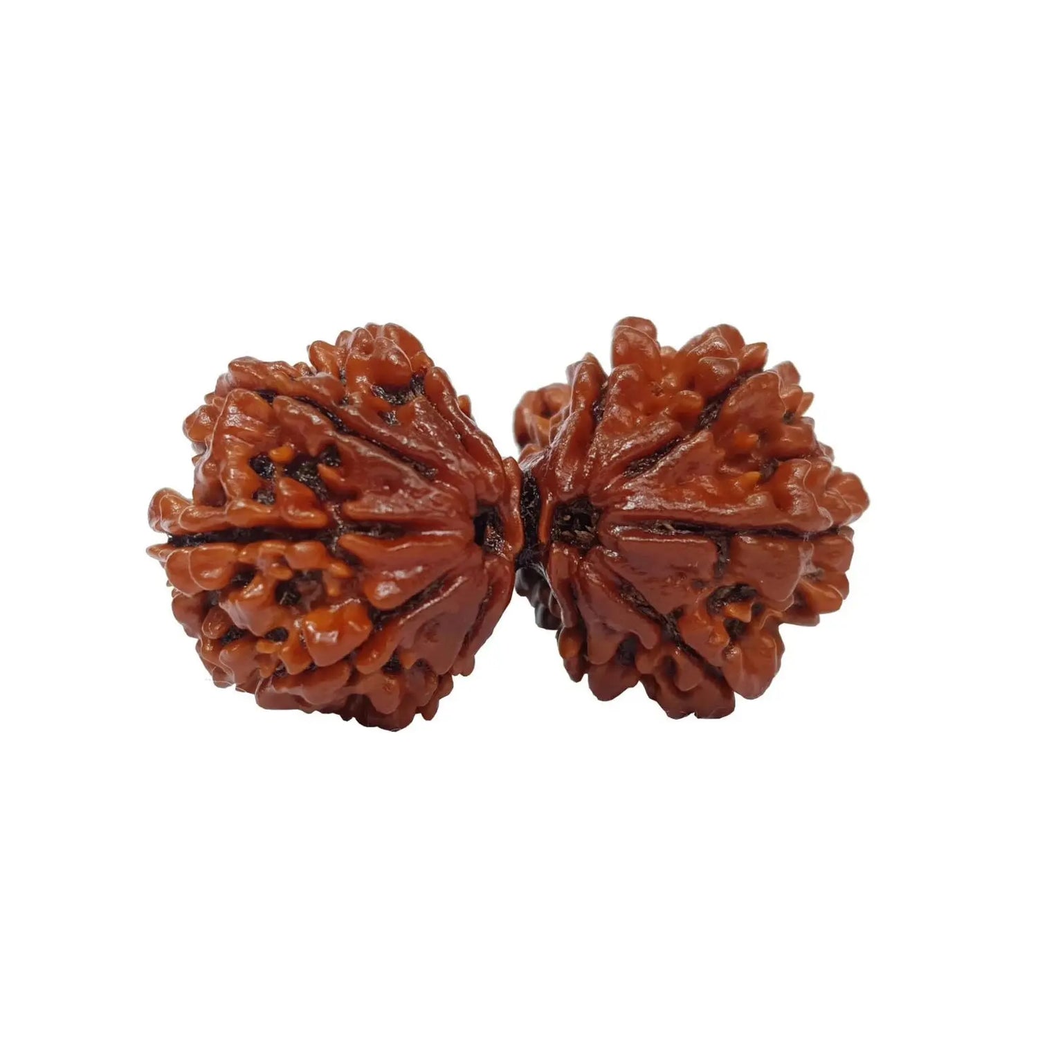 GAURI SHANKAR RUDRAKSHA (गौरीशंकर रुद्राक्ष) - Rudracharms