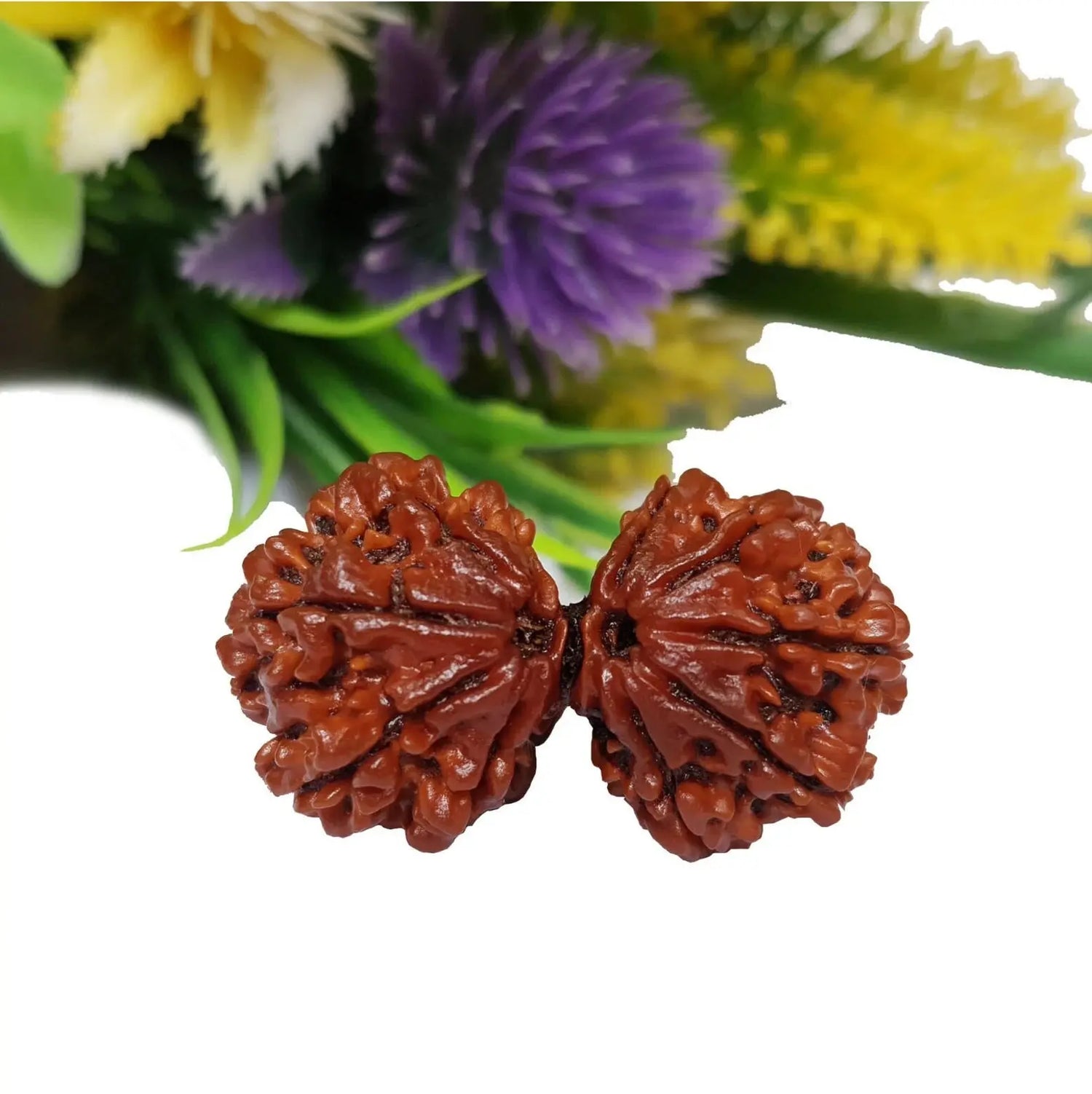 GAURI SHANKAR RUDRAKSHA (गौरीशंकर रुद्राक्ष) - Rudracharms