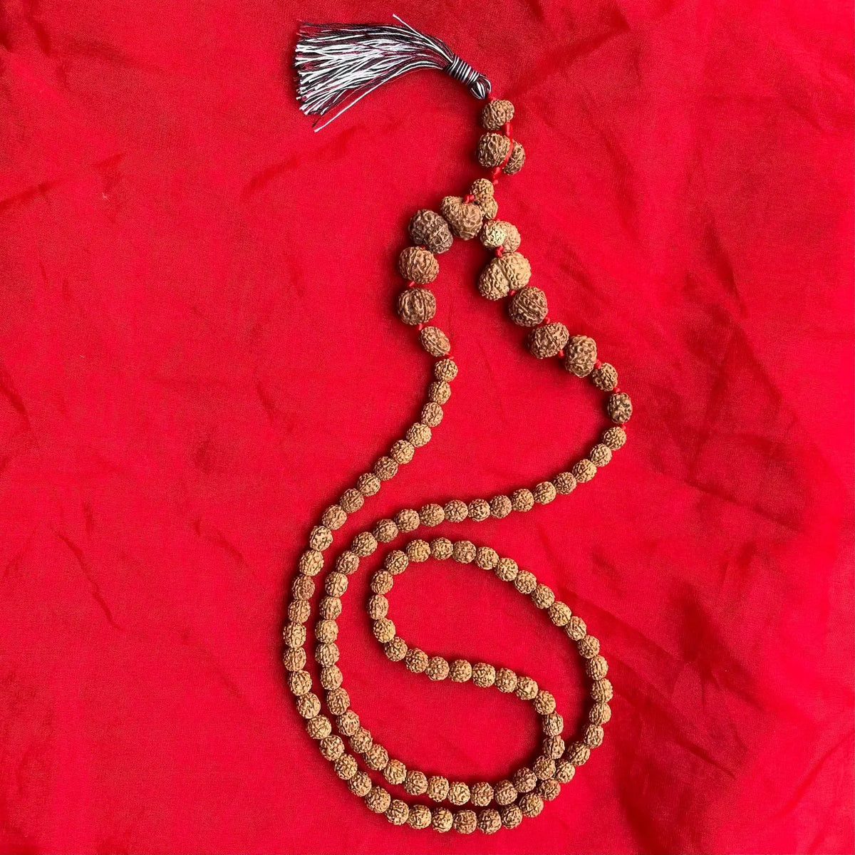 Indonesian Siddha Mala 1-14 Mukhi, Size 14mm-17mm - Rudracharms