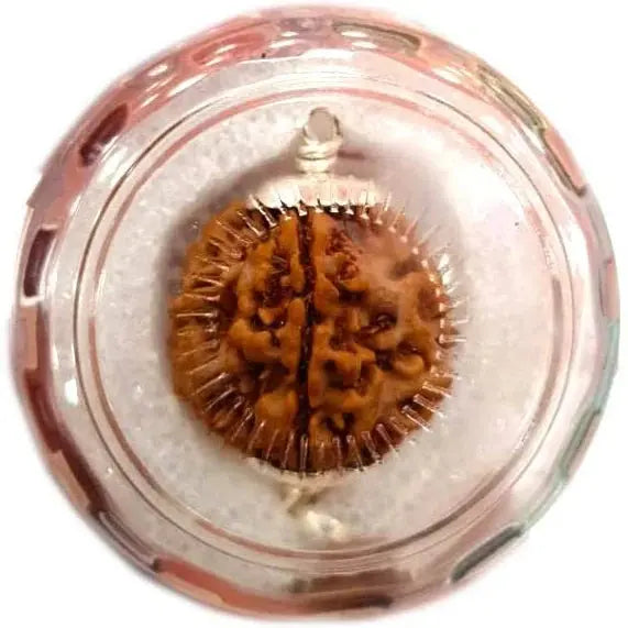 Mahasiddha Rudraksha -महासिद्ध रुद्राक्ष - Rudracharms