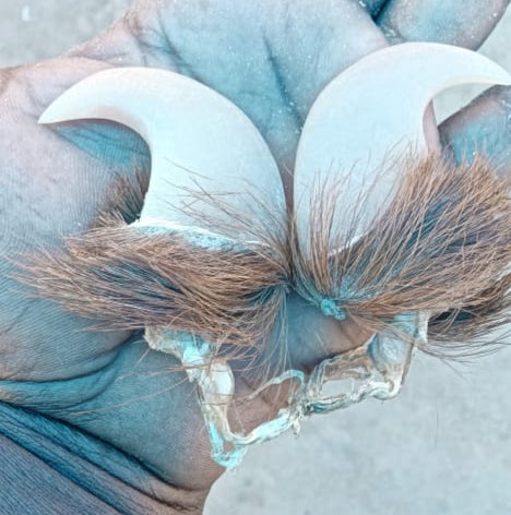 Natural Lion Claw Pair Pendants – Symbol of Power & Protection