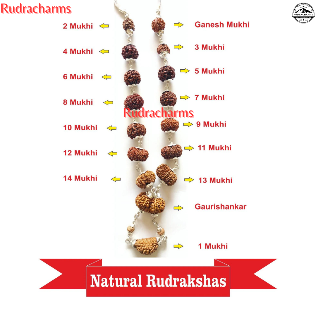 1-14 Mukhi,Rudraksha Siddha Mala Ganesh, Gaurishankar Nepali in Pure Silver - Rudra Charms