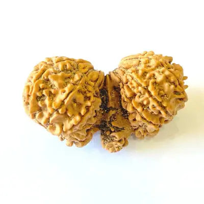 Trijuti Rudraksha (त्रिजुति रुद्राक्ष) - Rudracharms