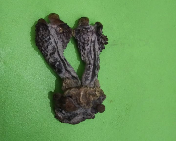 Hatha Jodi - Sacred Root for Protection, Prosperity &amp; Spiritual Energy