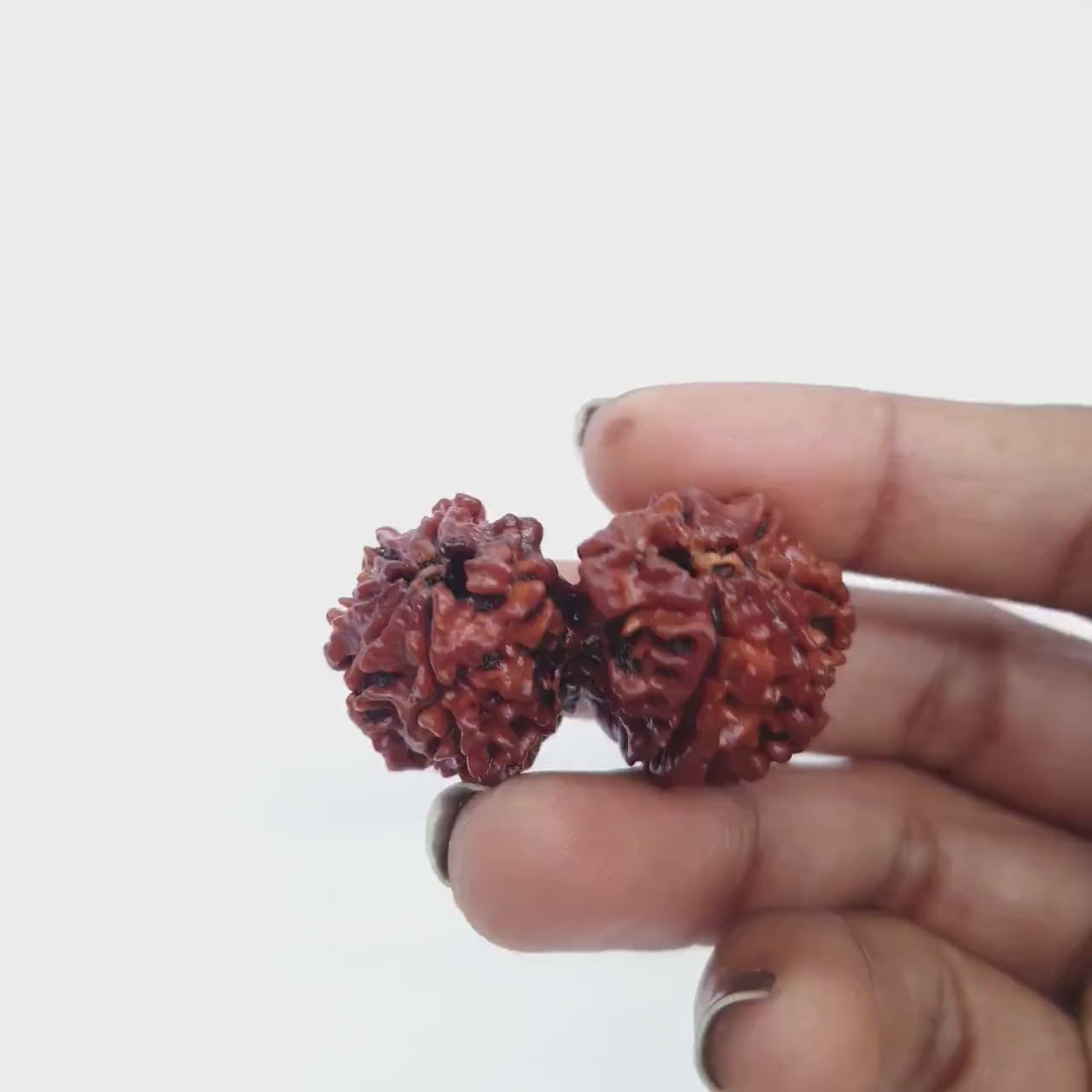 GAURI SHANKAR RUDRAKSHA (गौरीशंकर रुद्राक्ष)
