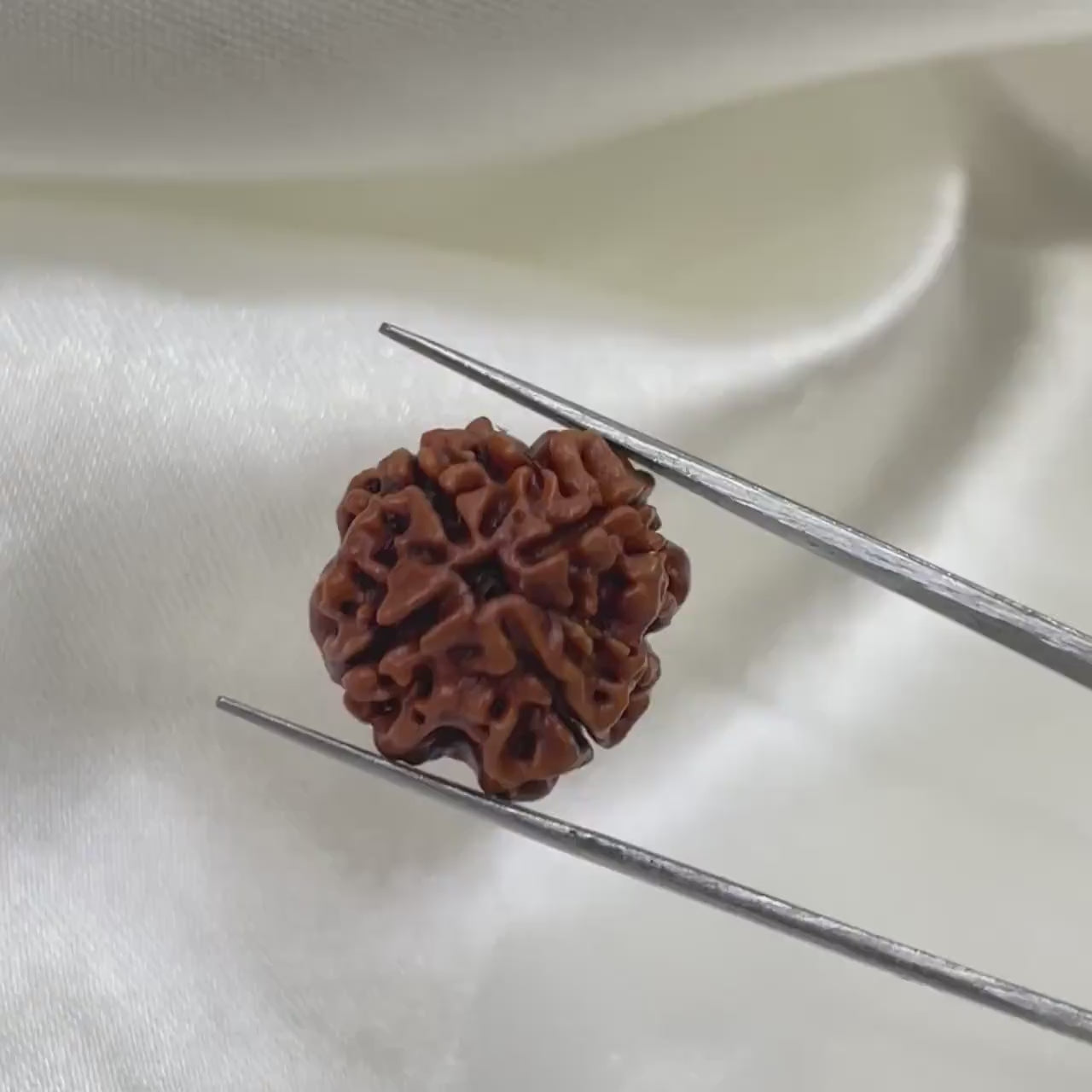 चार मुखी रुद्राक्ष (4 Mukhi Rudraksha)