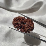 17 face Rudraksha (17 मुखी रुद्राक्ष )