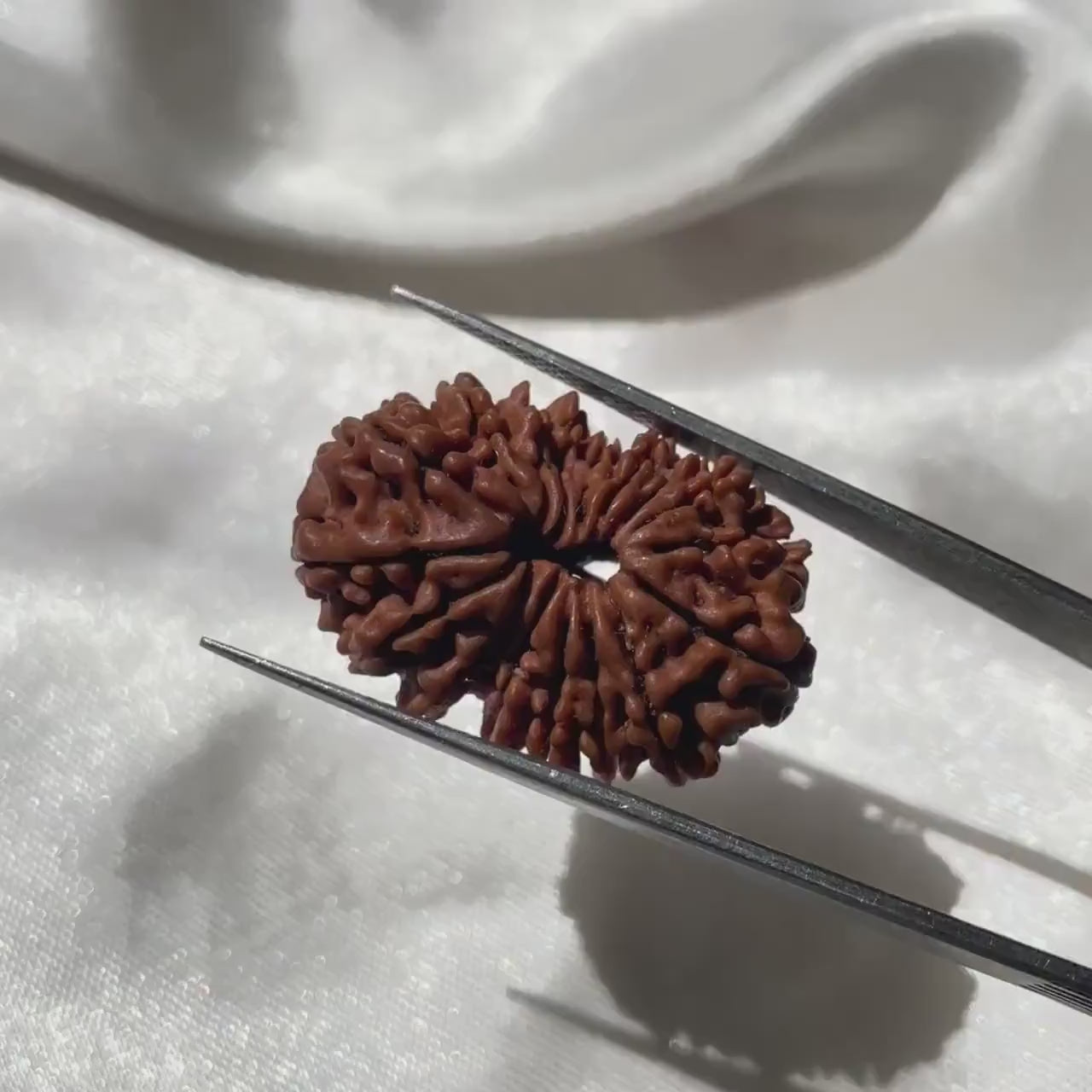 17 face Rudraksha (17 मुखी रुद्राक्ष )