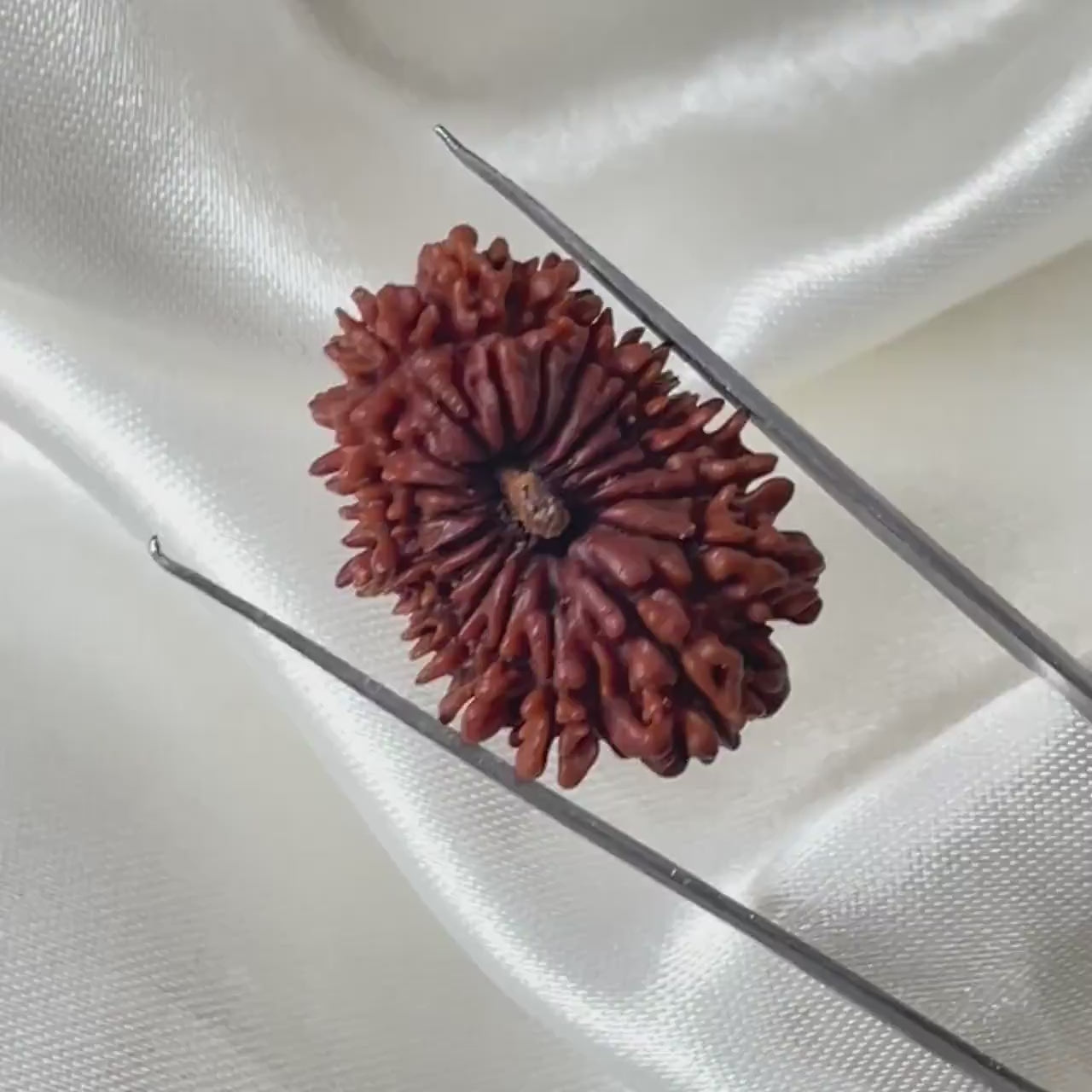 18 मुखी रुद्राक्ष (18 Mukhi Rudraksha)