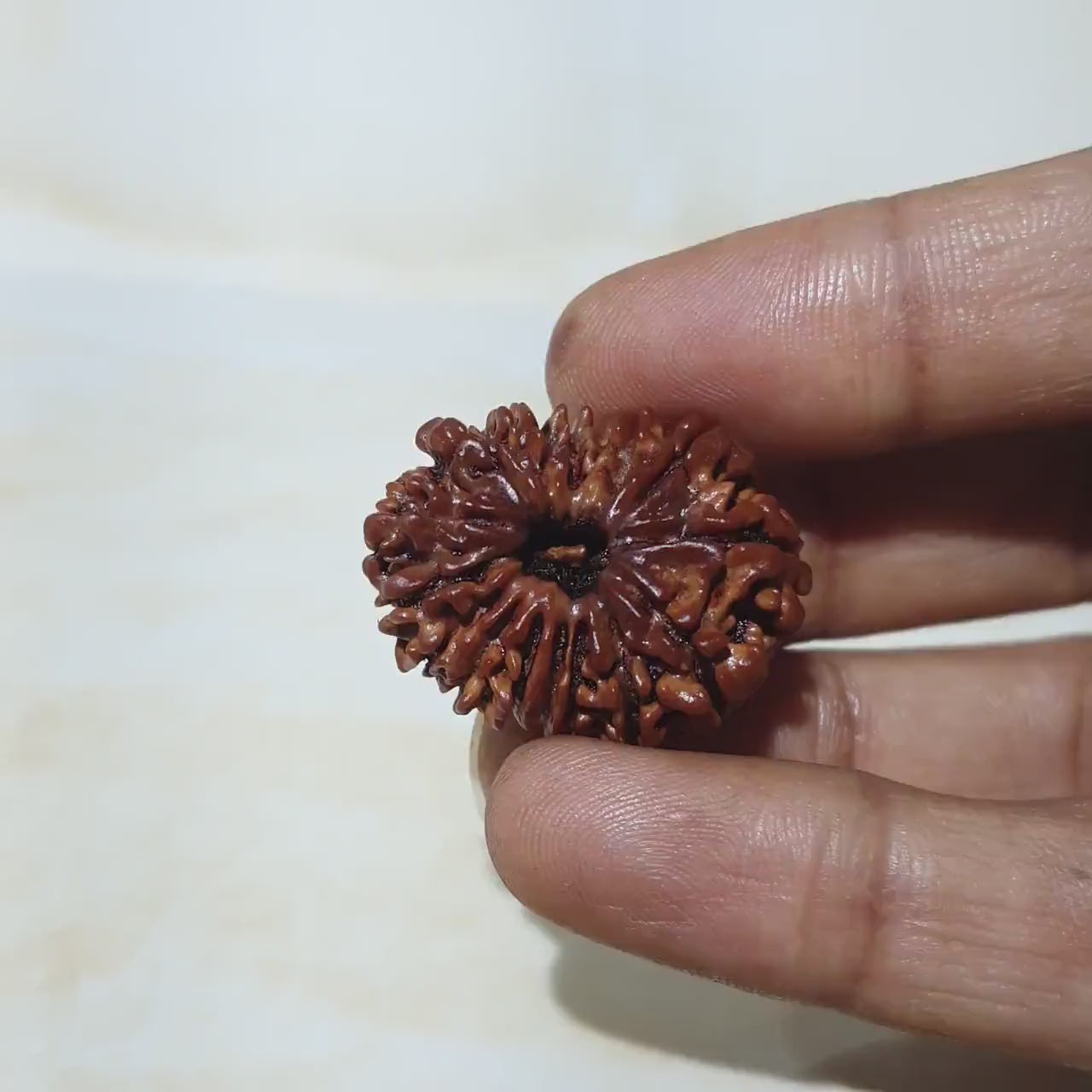 15 मुखी रुद्राक्ष (15 Mukhi Rudraksha)