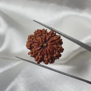 9 Mukhi Rudraksha (9 मुखी रुद्राक्ष)