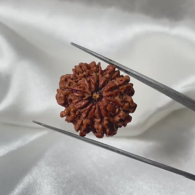 9 Mukhi Rudraksha (9 मुखी रुद्राक्ष)