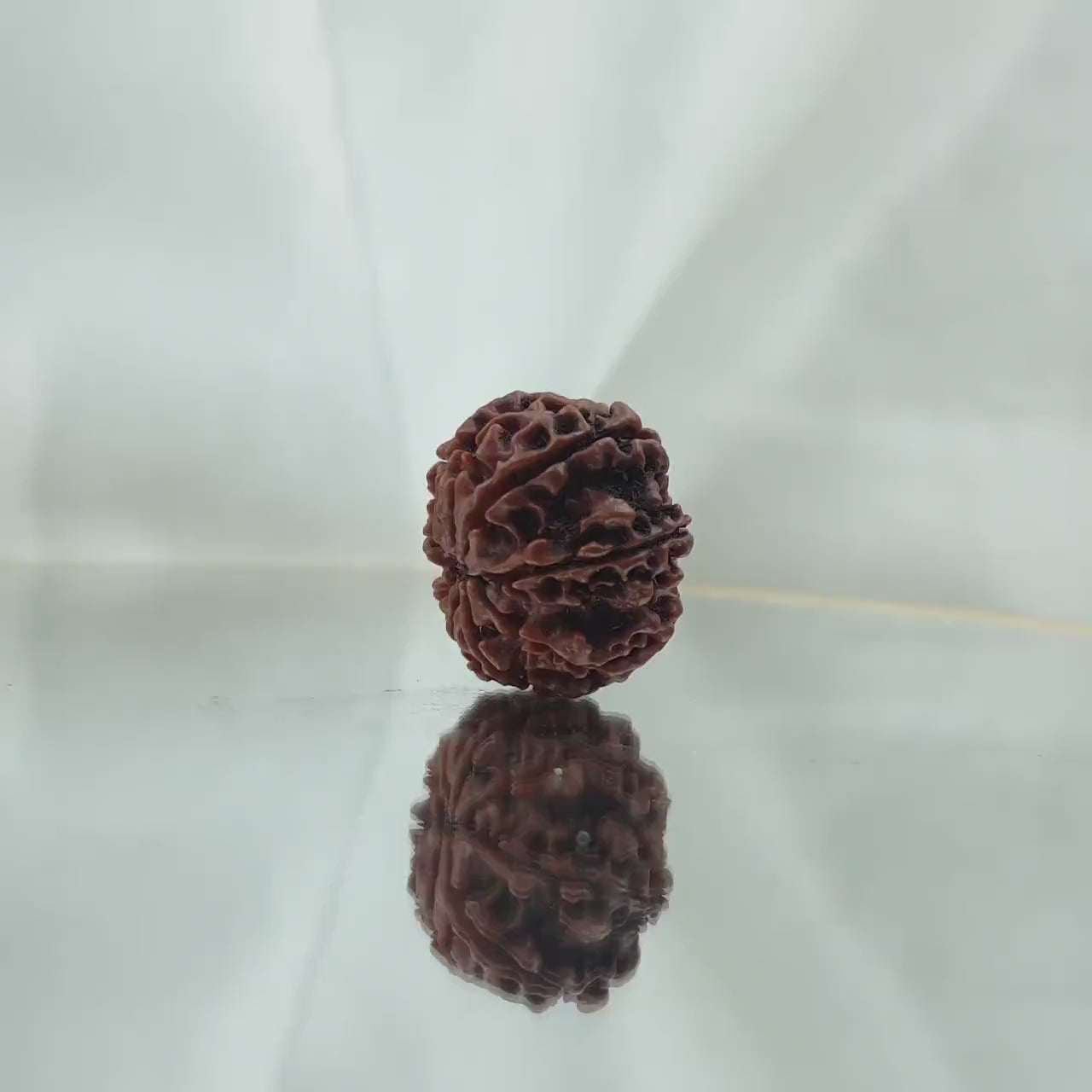 10 Mukhi Rudraksha (दस मुखी रुद्राक्ष )