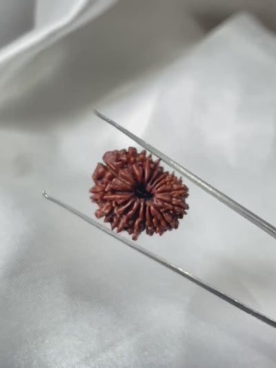 16 मुखी रुद्राक्ष (16 Mukhi Rudraksha)